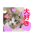 保護猫ピノbyオハナビーズ（個別スタンプ：10）