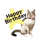 保護猫ピノbyオハナビーズ（個別スタンプ：11）