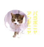 保護猫ピノbyオハナビーズ（個別スタンプ：12）