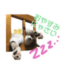 保護猫ピノbyオハナビーズ（個別スタンプ：13）