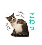 保護猫ピノbyオハナビーズ（個別スタンプ：14）
