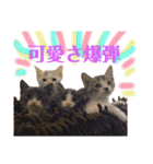 保護猫ピノbyオハナビーズ（個別スタンプ：15）