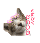 保護猫ピノbyオハナビーズ（個別スタンプ：16）