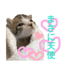保護猫ピノbyオハナビーズ（個別スタンプ：17）