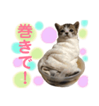 保護猫ピノbyオハナビーズ（個別スタンプ：18）
