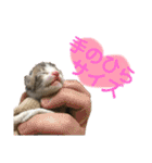 保護猫ピノbyオハナビーズ（個別スタンプ：19）