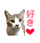 保護猫ピノbyオハナビーズ（個別スタンプ：20）