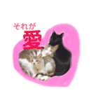 保護猫ピノbyオハナビーズ（個別スタンプ：21）