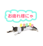保護猫ピノbyオハナビーズ（個別スタンプ：22）