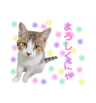 保護猫ピノbyオハナビーズ（個別スタンプ：23）