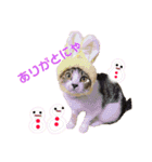 保護猫ピノbyオハナビーズ（個別スタンプ：24）