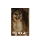 もぐスタンプ(^-^)（個別スタンプ：8）