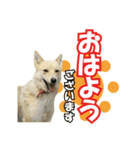 HOKKAIDOしっぽの会 犬猫スタンプ3（個別スタンプ：1）