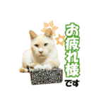 HOKKAIDOしっぽの会 犬猫スタンプ3（個別スタンプ：2）