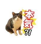 HOKKAIDOしっぽの会 犬猫スタンプ3（個別スタンプ：5）