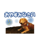 HOKKAIDOしっぽの会 犬猫スタンプ3（個別スタンプ：11）