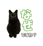 HOKKAIDOしっぽの会 犬猫スタンプ3（個別スタンプ：12）