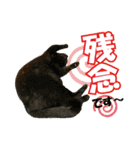 HOKKAIDOしっぽの会 犬猫スタンプ3（個別スタンプ：16）
