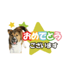 HOKKAIDOしっぽの会 犬猫スタンプ3（個別スタンプ：20）