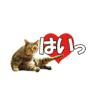 HOKKAIDOしっぽの会 犬猫スタンプ3（個別スタンプ：21）