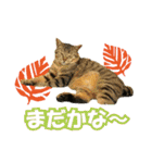 HOKKAIDOしっぽの会 犬猫スタンプ3（個別スタンプ：23）