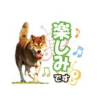 HOKKAIDOしっぽの会 犬猫スタンプ3（個別スタンプ：26）