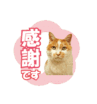 HOKKAIDOしっぽの会 犬猫スタンプ3（個別スタンプ：29）