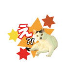 HOKKAIDOしっぽの会 犬猫スタンプ3（個別スタンプ：31）