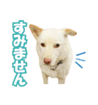 HOKKAIDOしっぽの会 犬猫スタンプ3（個別スタンプ：37）