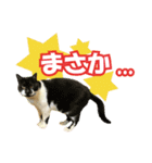 HOKKAIDOしっぽの会 犬猫スタンプ3（個別スタンプ：39）