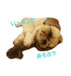 シーズー犬 ロク 第2弾！（個別スタンプ：1）