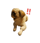 シーズー犬 ロク 第2弾！（個別スタンプ：2）
