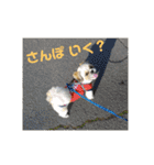 シーズー犬 ロク 第2弾！（個別スタンプ：3）