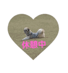 シーズー犬 ロク 第2弾！（個別スタンプ：4）