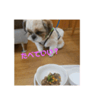 シーズー犬 ロク 第2弾！（個別スタンプ：7）