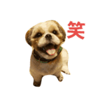 シーズー犬 ロク 第2弾！（個別スタンプ：8）