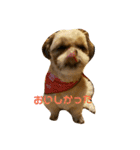 シーズー犬 ロク 第2弾！（個別スタンプ：9）