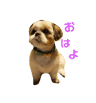 シーズー犬 ロク 第2弾！（個別スタンプ：10）