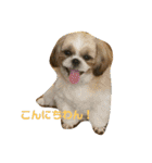シーズー犬 ロク 第2弾！（個別スタンプ：11）