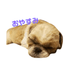 シーズー犬 ロク 第2弾！（個別スタンプ：12）