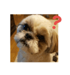 シーズー犬 ロク 第2弾！（個別スタンプ：14）