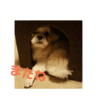 シーズー犬 ロク 第2弾！（個別スタンプ：16）