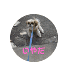 シーズー犬 ロク 第2弾！（個別スタンプ：17）
