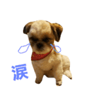 シーズー犬 ロク 第2弾！（個別スタンプ：18）