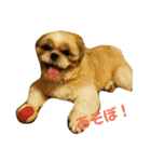 シーズー犬 ロク 第2弾！（個別スタンプ：20）