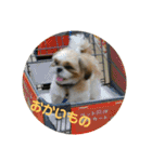 シーズー犬 ロク 第2弾！（個別スタンプ：21）