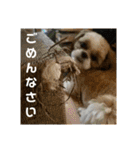 シーズー犬 ロク 第2弾！（個別スタンプ：23）