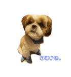 シーズー犬 ロク 第2弾！（個別スタンプ：24）