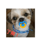 シーズー犬 ロク 第2弾！（個別スタンプ：26）