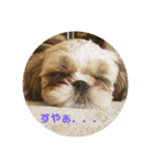 シーズー犬 ロク 第2弾！（個別スタンプ：28）